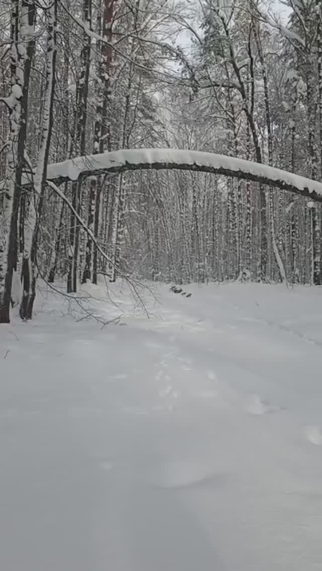 Зимний лес.