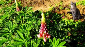 Люпины. Лето 2025 года.