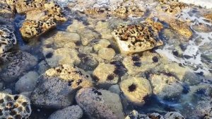 Изобилие морских ежей