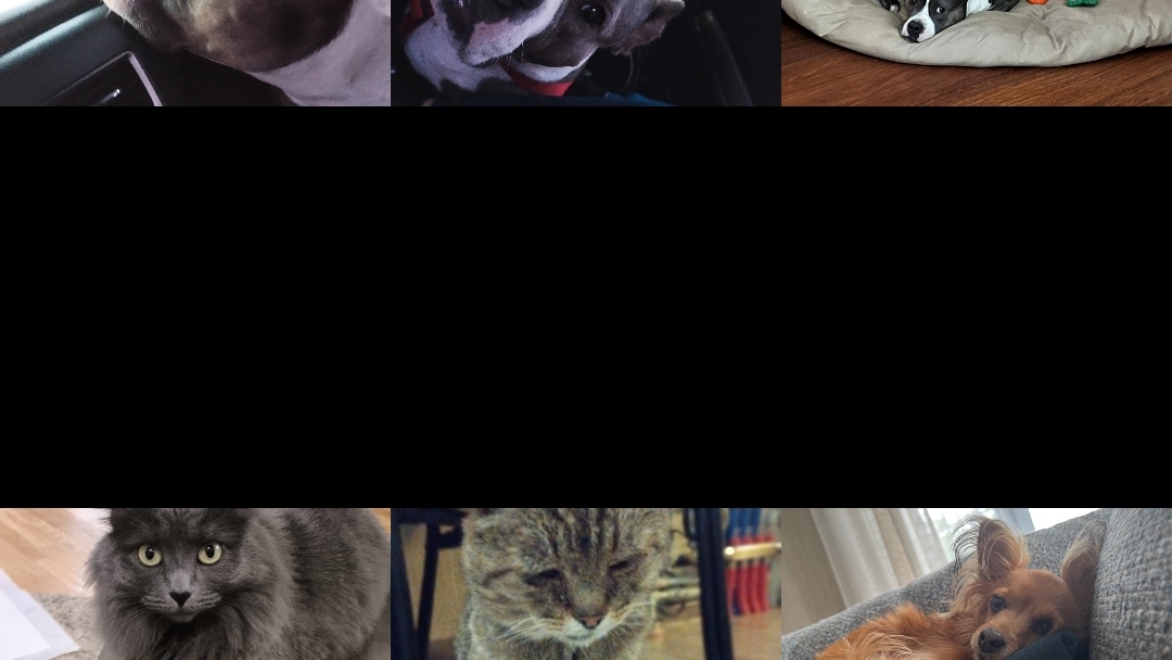 Собаки и коты