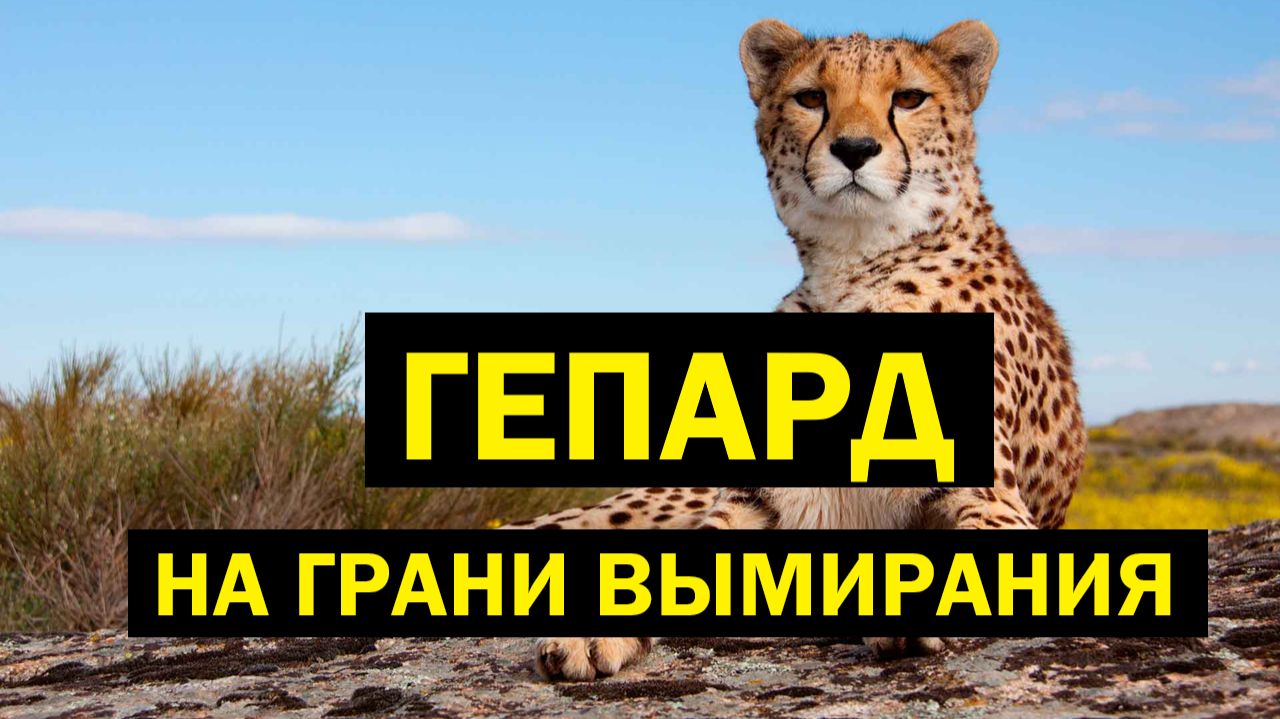 🌎 ГЕПАРДЫ: самые быстрые хищники на грани вымирания