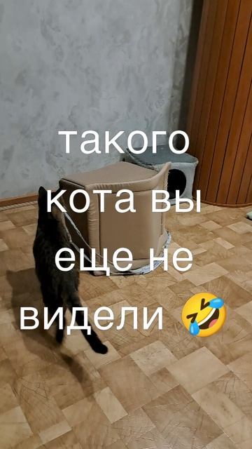 Кот тренирует сам себя 😁 смотреть онлайн