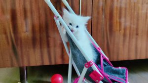 Котенок Микки в детской коляске. Необыкновенный котенок.