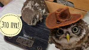 Сколько граммов зла в маленькой сове? Сыч Лучик на массе. Сову Ёлку начало пожмораживать