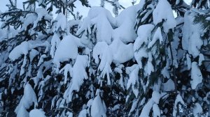 Среди заснеженных елей