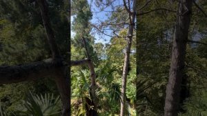 Дача Сталина в Сочи