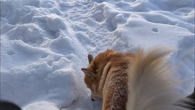 Ура ! Тепло, гуляем  без пальто!