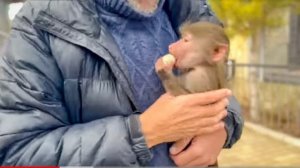 Ангелинка просит  ЗАБРАТЬ  у гамадрил и ВТОРУЮ ОБЕЗЬЯНКУ, которую обижает мама, расстроилась вся..