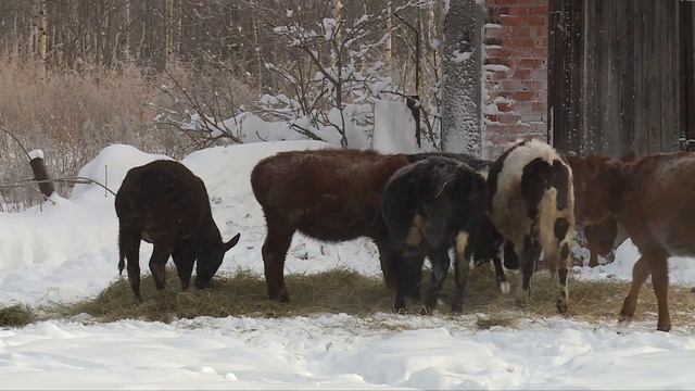 Новости Нижневартовска - 30 января 2026 смотреть онлайн