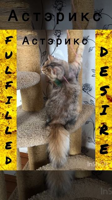 Сибирские котята от питомника Fulfilled Desire
