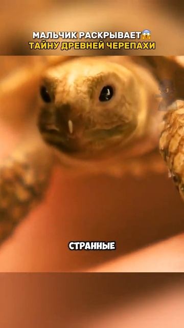 Краткий пересказ фильма смотреть онлайн