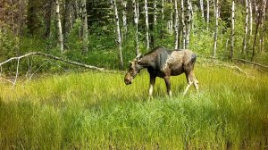 Дикая природа