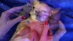 ASMR kisses and storm ⛈️ #asmr