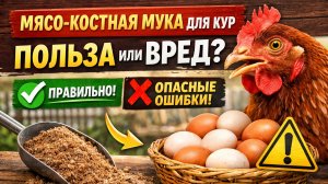 🐔 Мясо-костная мука для кур — как давать правильно и не навредить! 🥚❌