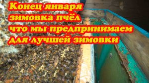 ЗИМОВКА ПЧЁЛ В КОНЕЦ ЯНВАРЯ, ПРИШЛО ПОТЕПЛЕНИЕ И ЧТО НУЖНО ПРОСЛЕДИТЬ