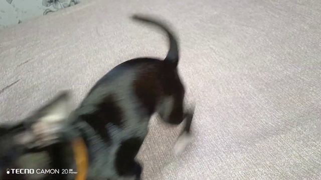 чихуахуа лопает красную икру