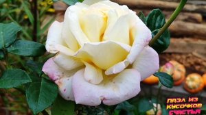 Последние розы сентября.