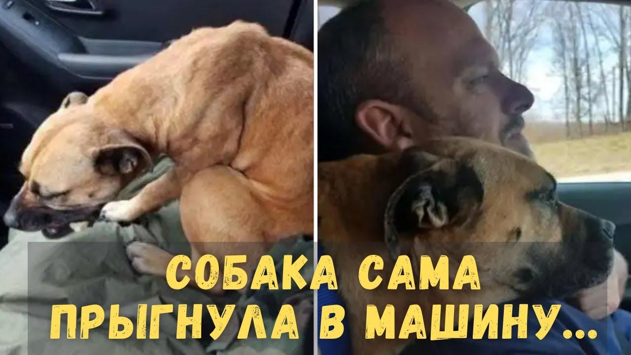 Больная собака сама прыгнула в чужую машину... смотреть онлайн