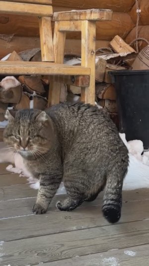 Хозяин 27-01-2026