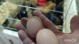 29-01-2026. Теперь только ТАК буду кормить кур 🐔.