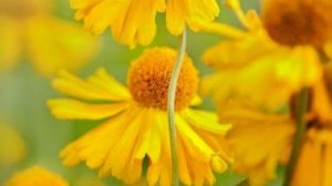 Ray Conniff Tie A Yellow Ribbon Round The Ole Oak Tree