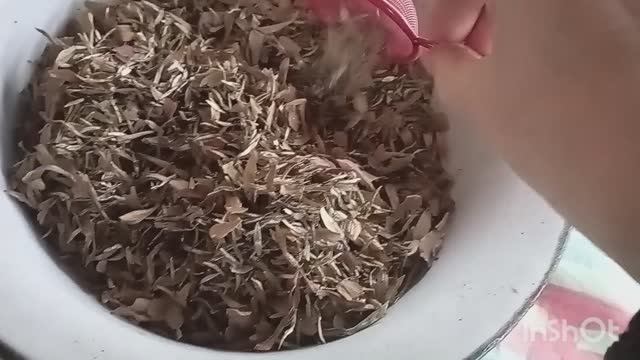 ПРО СЕМЕНА ЦВЕТОВ СЕЗОНА 2025 смотреть онлайн