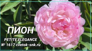 Травянистый "PETITE ELEGANCE"/Сад Ворошиловой