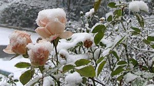 Хрустальный САД