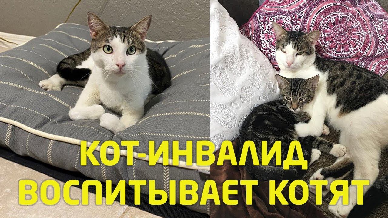 Он не мог ходить из-за искривления лапокТрогательная История До слез