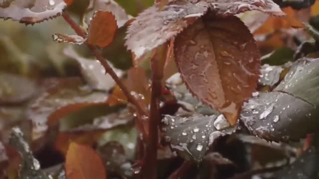 "Бесконечная осень". Стихи Ефима Беренштейна смотреть онлайн