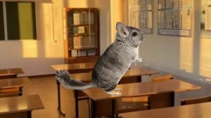 эдит «грызуны»