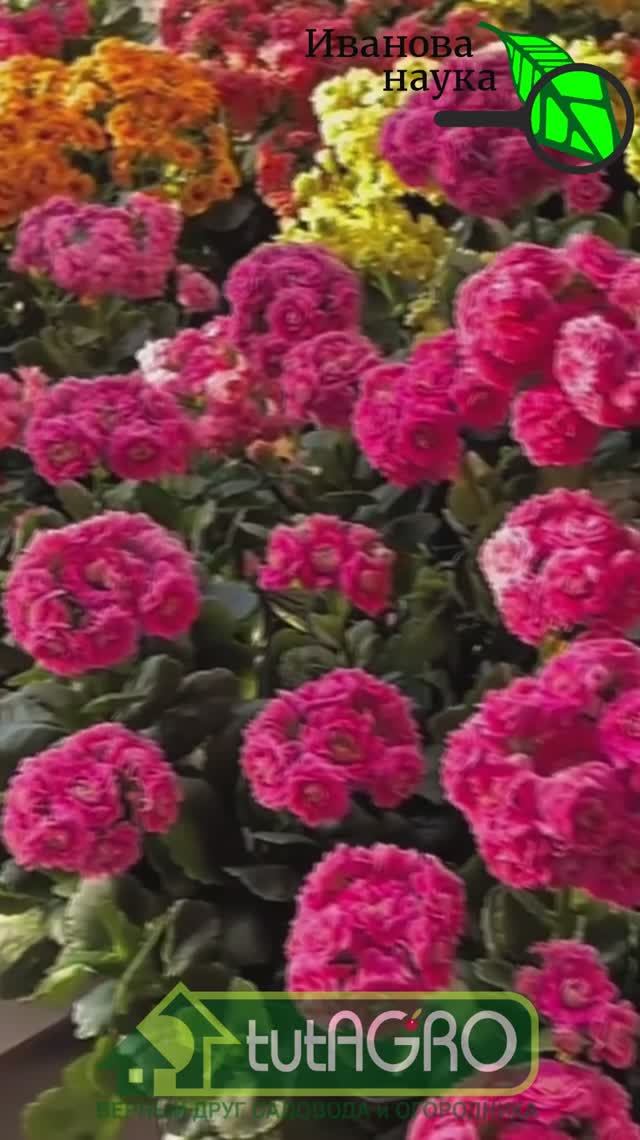 Реанимация! Как заставить цвести даже сухостой  3 шага к цветению: верните жизнь комнатным растениям