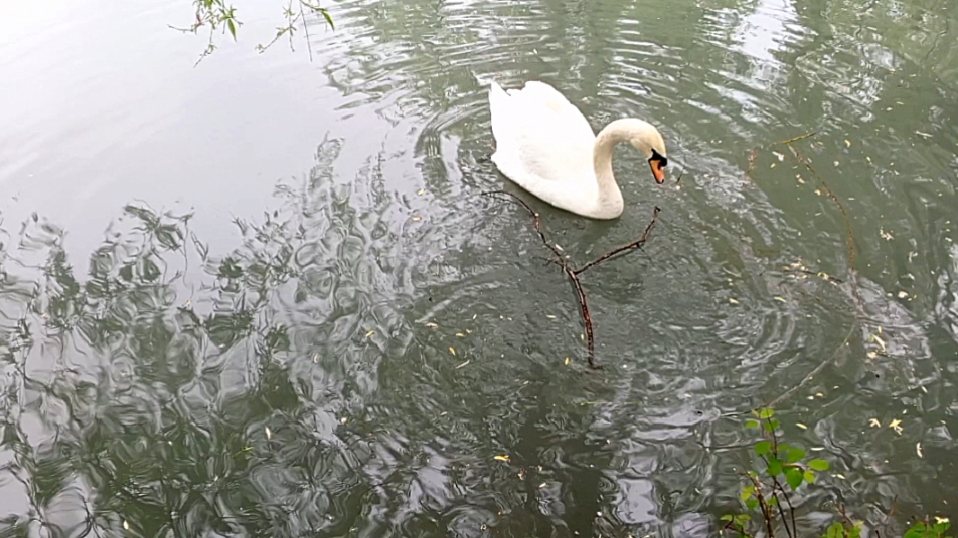 Лебедь-мусорщик