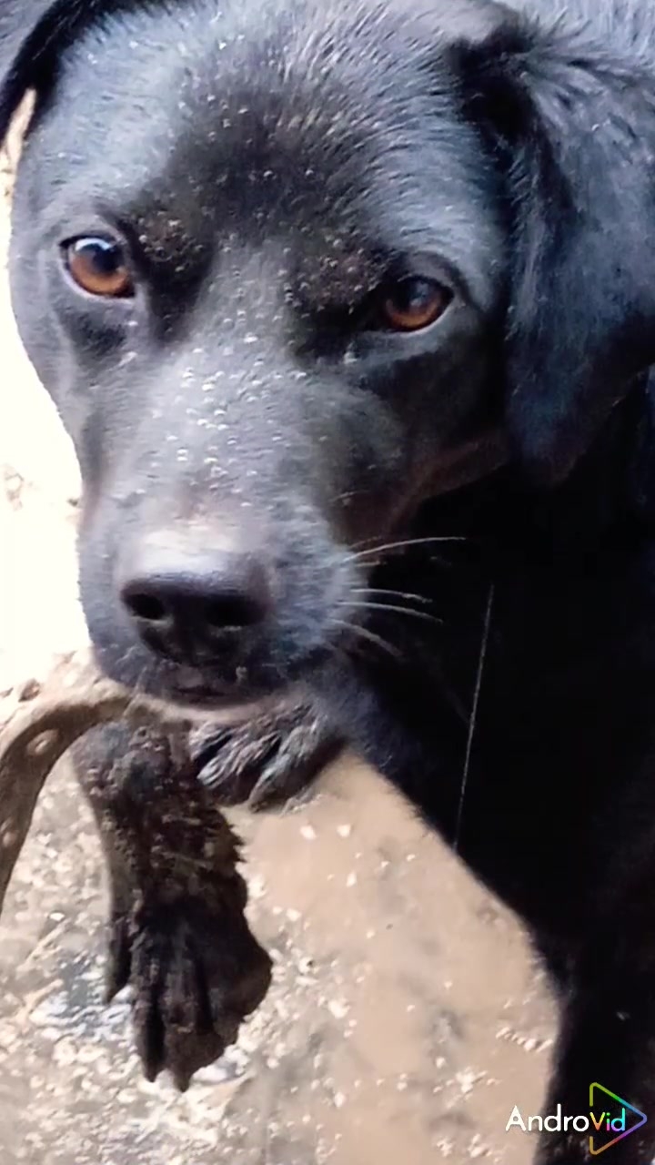 Дозор. Любимые животные. 30-01-2026 смотреть онлайн