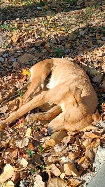 Из осенних зарисовок...