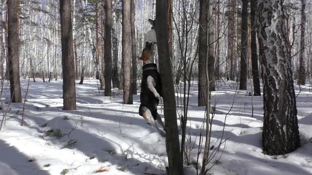 Гулянка с Майло смотреть онлайн