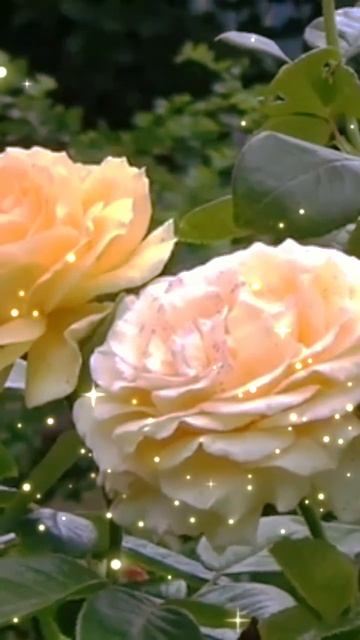 "Любовь не купишь по заказу " читает Любовь Б. #стихи #поэзия #любовь #читаюстихи #красивыестихи смотреть онлайн