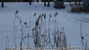 1602. Белгород. Зима. Парк Победы.