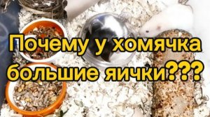 Почему у хомячка большие яички? Норма или нет? #хомяки #сирийскиехомяки