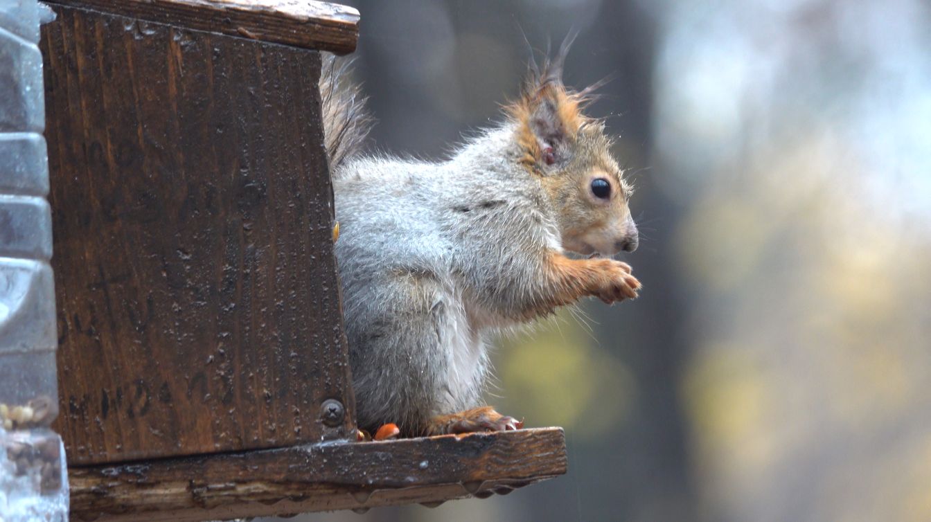 Дождь и белки. Октябрь 2025 смотреть онлайн