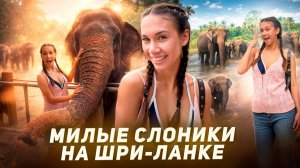 СЛОНЫ с расстояния ВЫТЯНУТОЙ РУКИ😱 Шри-Ланка🌴☀️