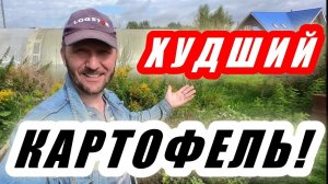 Мои самые худшие сорта картофеля и вот почему!