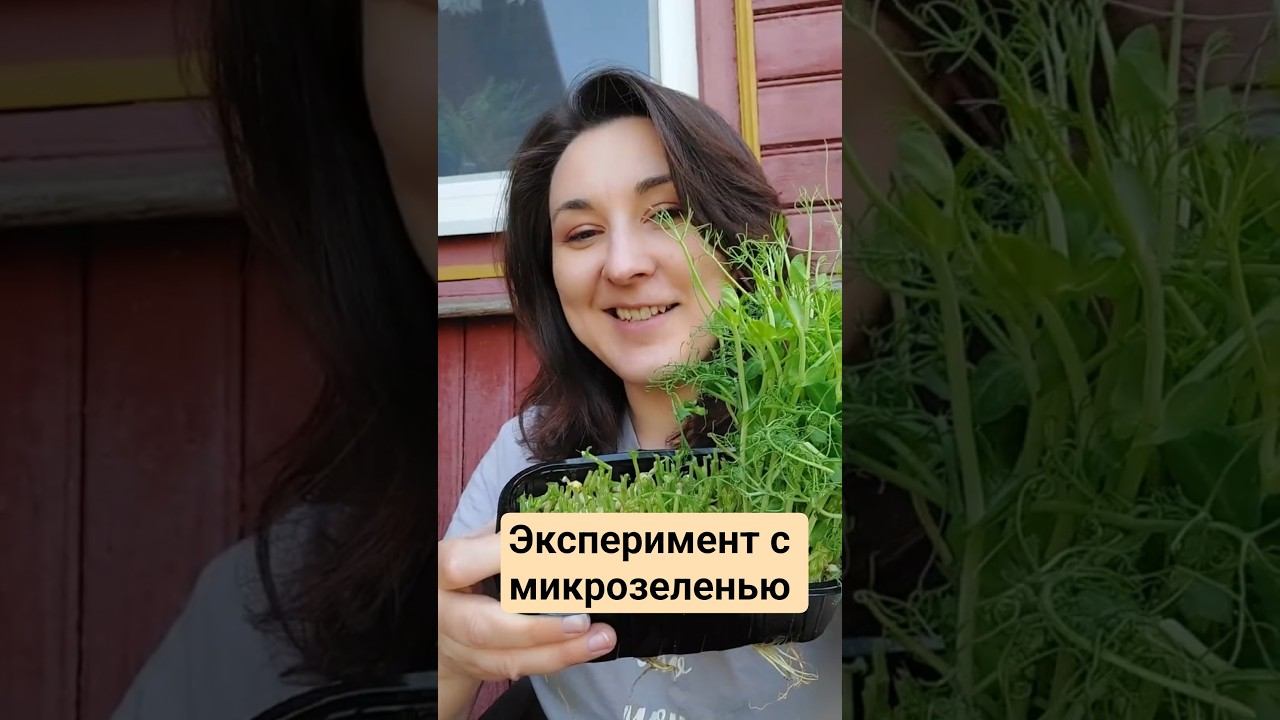 Что будет, если посадить микрозелень гороха в грунт...
