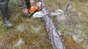 Как эвенки носят напиленные  дрова к палатке