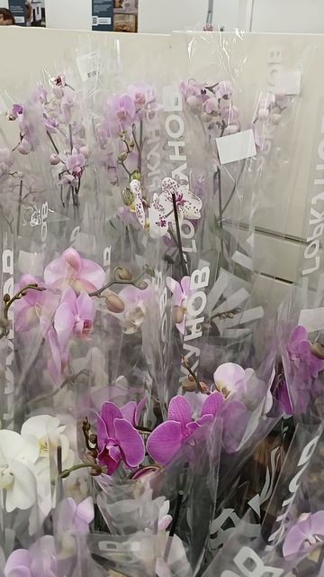 Цветы в Лемана Про смотреть онлайн