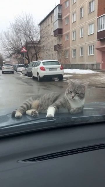 Котик греется на капоте смотреть онлайн