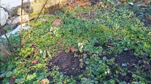 30,31 января 2026г. Пахнет весной,всходят цветы.Занимаюсь грядками))