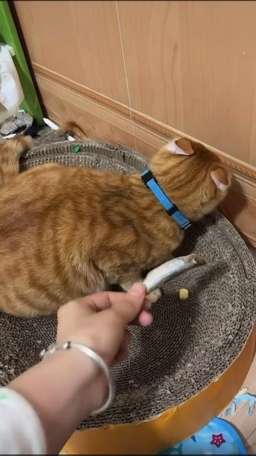 И премия «Оскар» за лучшую актёрскую игру уходит... смотреть онлайн