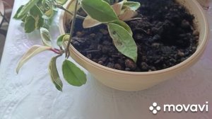 31 января пересадила хойю