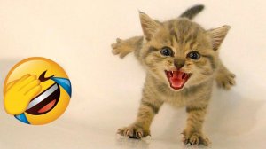 СМЕШНЫЕ КОТЫ 2026 ЛУЧШИЕ ПРИКОЛЫ С КОТАМИ, КОШКИ, ЖИВОТНЫЕ, СМЕШНОЕ ВИДЕО